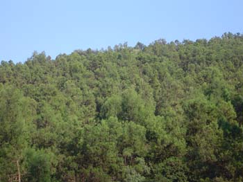 Wartase (17)